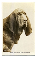 Pedro the dog